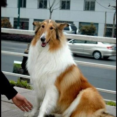外国男子养的宠物狗叫什么？外国男子养的宠物狗叫什么别名：波士顿犬身高：肩高约15.0-16.9-英寸(38.1-43.0。那么，外国男子养的宠物狗叫什么？一起来了解下吧。