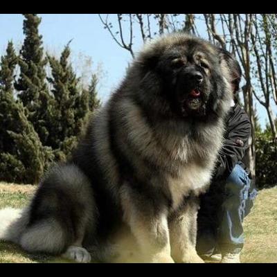 小耳朵胖嘟嘟的宠物狗叫啥？是阿拉斯加雪橇犬，也叫阿拉斯加犬，是最古老的极地雪橇犬之一。那么，小耳朵胖嘟嘟的宠物狗叫啥？一起来了解下吧。