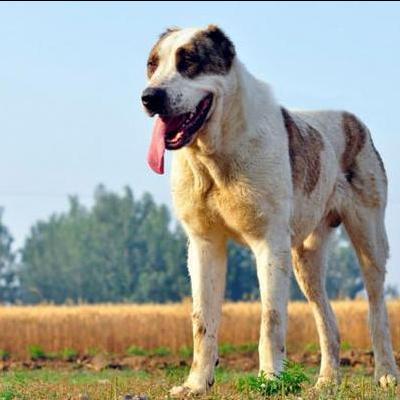 比熊体温37.8正常吗？算正常，狗是热性动物与人不同。http://baike.baidu.com/view/2182679.htm。那么，比熊体温37.8正常吗？一起来了解下吧。