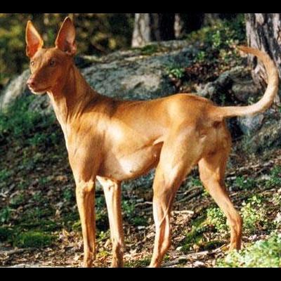 卡斯罗犬狗尿黄正常吗？和正常狗狗是一样的。那么，卡斯罗犬狗尿黄正常吗？一起来了解下吧。