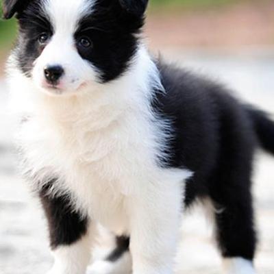 黑白的宠物狗叫什么？叫狗。那么，黑白的宠物狗叫什么？一起来了解下吧。