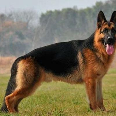 陪警察执勤的狗狗叫什么？荷兰牧羊犬，拉布拉多，史宾格，金毛，泰迪，马犬，罗威纳，杜宾，德牧。那么，陪警察执勤的狗狗叫什么？一起来了解下吧。