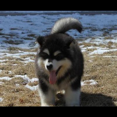 阿拉斯加幼犬怕冷吗？阿拉斯加犬也叫阿拉斯加雪橇犬，阿拉斯加犬起源于美洲地域、美国阿拉斯加和亚洲北部，主要用途是拉雪橇。那么，阿拉斯加幼犬怕冷吗？一起来了解下吧。