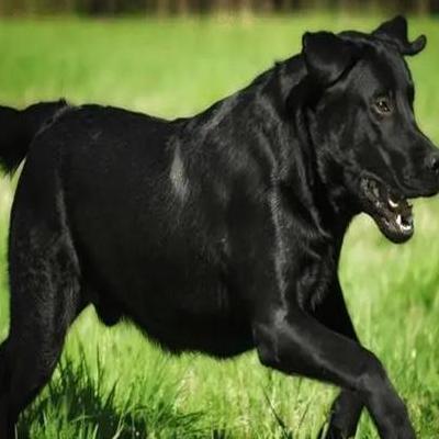 有一种大嘴狗叫什么名字？也叫大沥沙皮，是现在宠物沙皮狗的祖先。那么，有一种大嘴狗叫什么名字？一起来了解下吧。