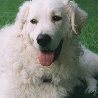 三丽鸥白色狗狗叫什么？这个是日本三丽欧的动漫形象叫玉桂狗又叫大耳狗。那么，三丽鸥白色狗狗叫什么？一起来了解下吧。